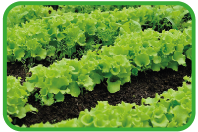 Салат схема применения Фитактив