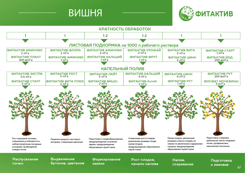ВИШНЯ САД.png