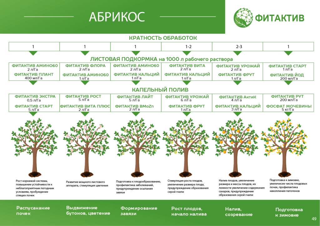 Абрикос САД.png