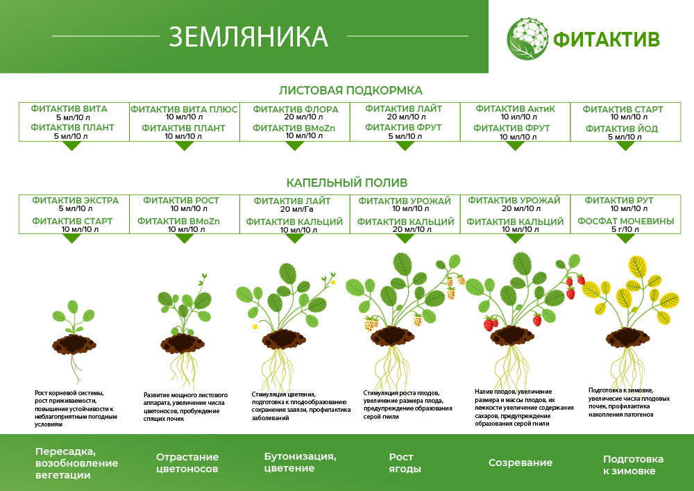 Земляника схема.png