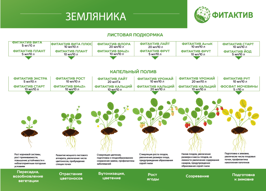 Клубника ЛПХ.png