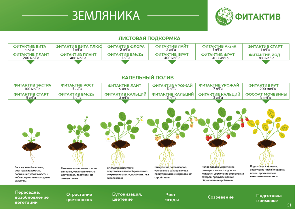 Земяника САД.png