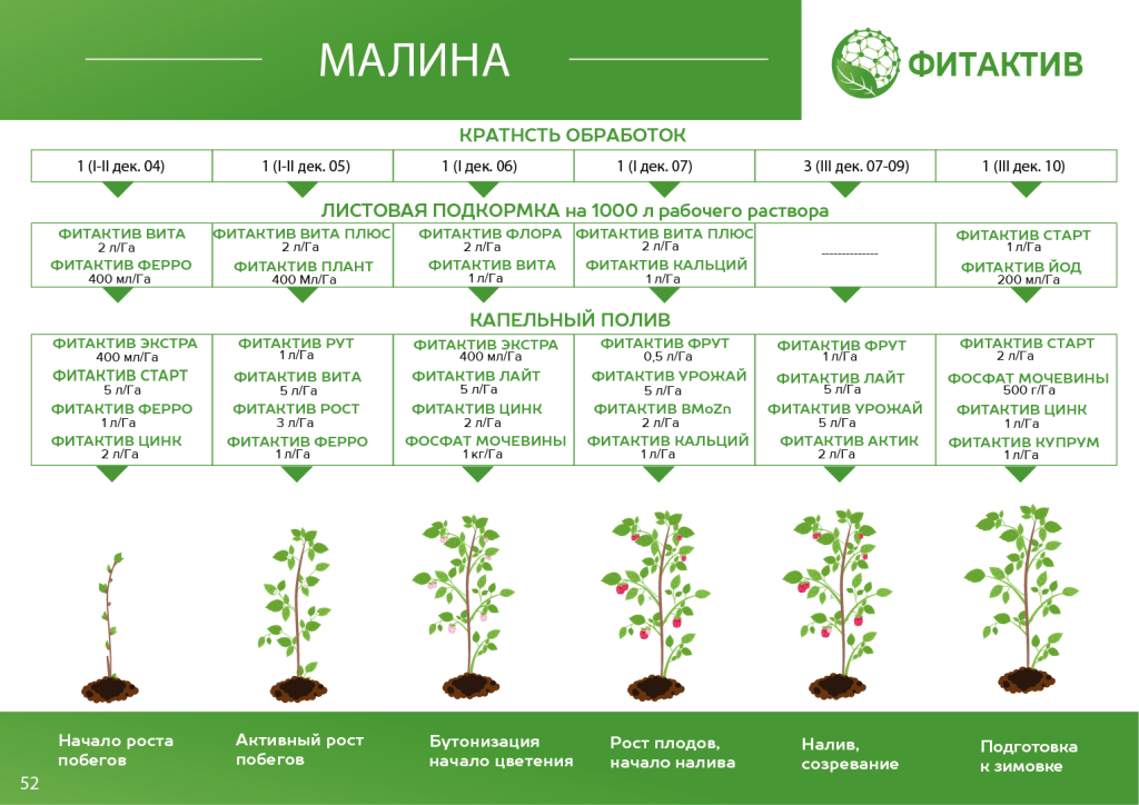 Малина САД.png