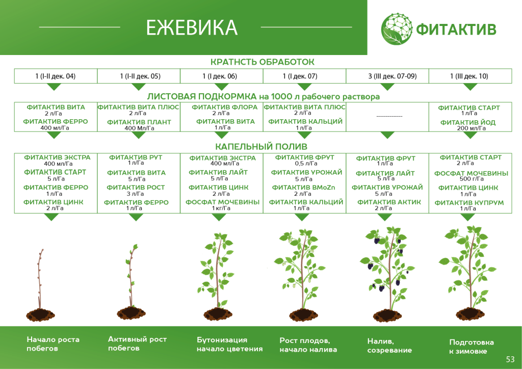 Еживика САД Еживика САД.png
