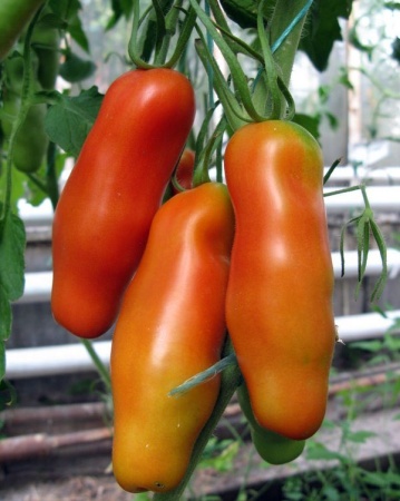 Семена томат Аурия